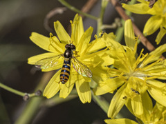 Sphaerophoria rueppellii
