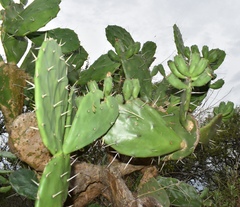 Opuntia megapotamica
