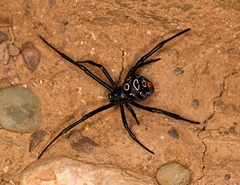 Latrodectus tredecimguttatus