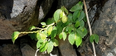 Elatostema reticulatum