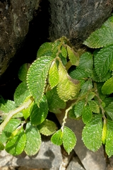 Elatostema reticulatum