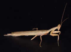 Galepsus