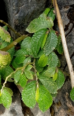 Elatostema reticulatum