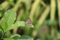 Junonia atlites atlites