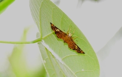 Coladenia indrani