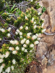 Orites revolutus