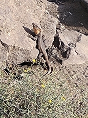 Gallotia stehlini