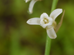 Dipcadi ursulae