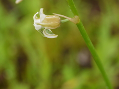 Dipcadi ursulae