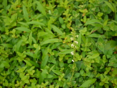 Dipcadi ursulae