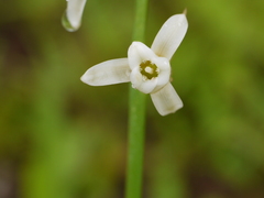 Dipcadi ursulae