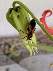 Stalagmostethus fuscatus