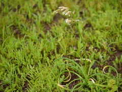 Dipcadi ursulae