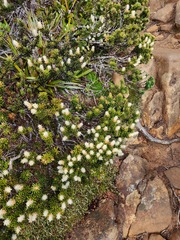Orites revolutus
