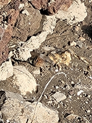 Gallotia stehlini