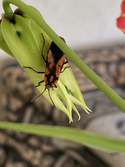 Stalagmostethus fuscatus