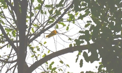 Oriolus xanthornus