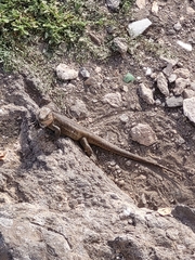 Gallotia stehlini