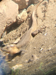 Gallotia stehlini