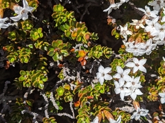 Epacris serpyllifolia