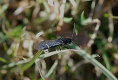 Symphyta