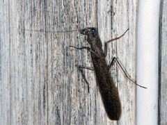 Tarachodes