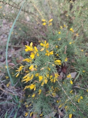 Ulex argenteus subsericeus