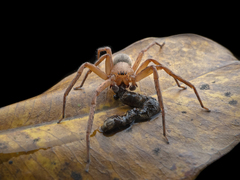 Thelcticopis kirankhalapi