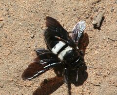 Xylocopa inconstans