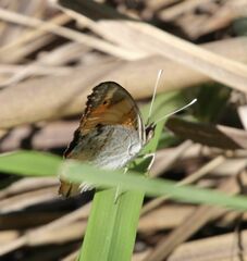 Junonia hierta cebrene