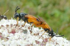 Arge melanochra