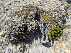 Epacris serpyllifolia