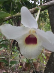 Dendrobium nobile