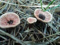 Hydnellum concrescens