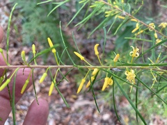 Persoonia virgata