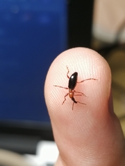 Cylas formicarius