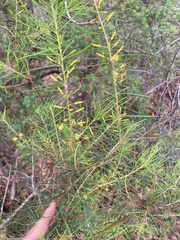 Persoonia virgata