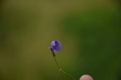 Utricularia