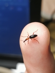 Cylas formicarius