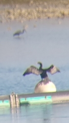 Phalacrocorax nigrogularis