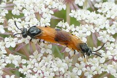 Arge melanochra