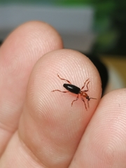 Cylas formicarius