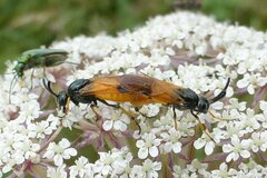 Arge melanochra