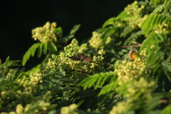 Junonia iphita