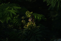 Hypolimnas bolina
