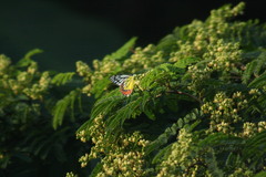 Delias eucharis