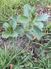 Vicia faba
