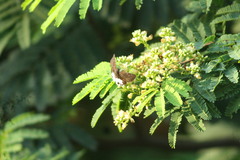 Tagiades litigiosa