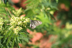 Parantica aglea