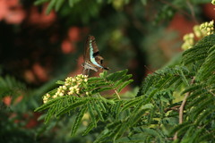 Graphium teredon